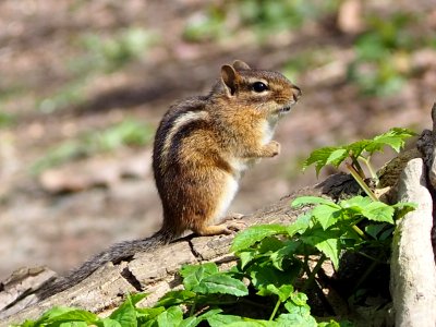Eastern Chipmunk (Tamias striatus) Pennsylvania
