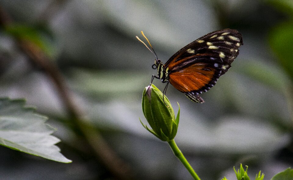 Animal world leaf wing photo