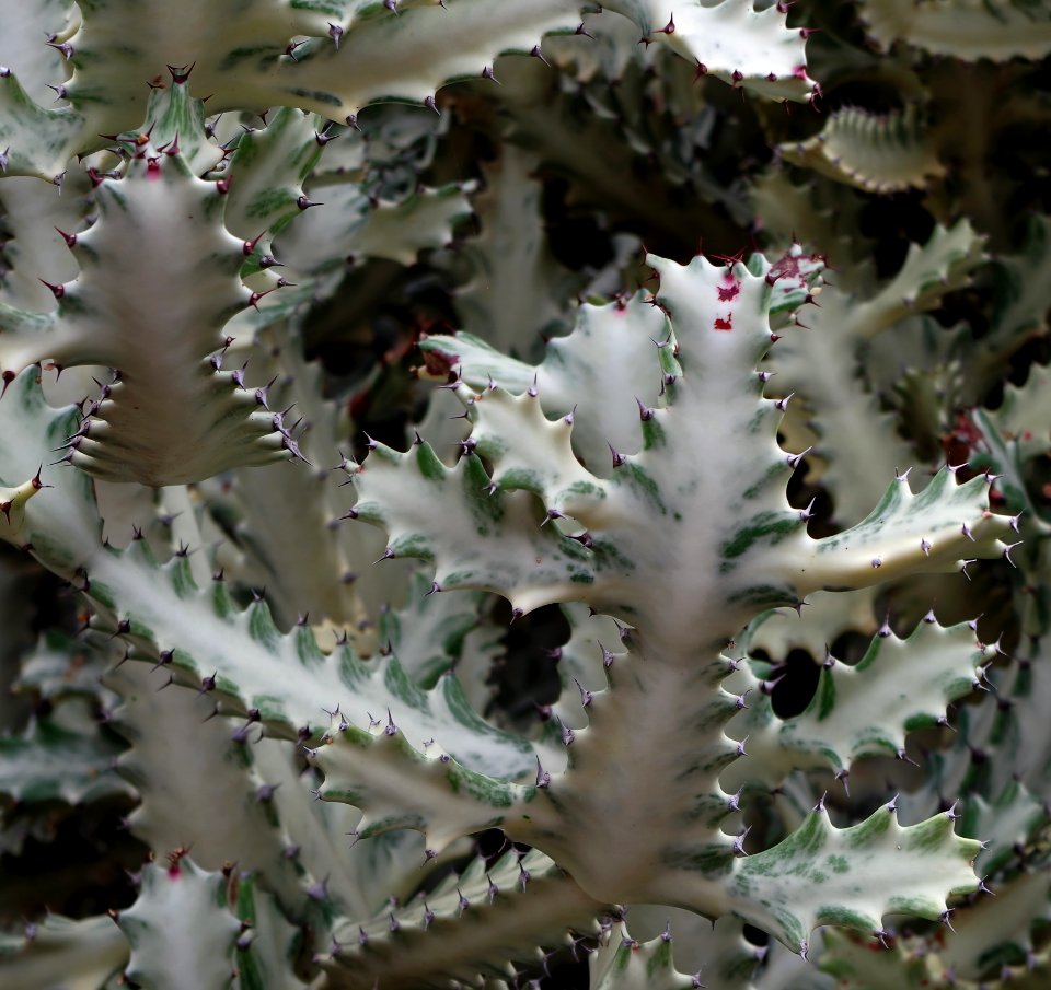 Euphorbia lactea - close-up