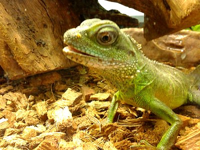 Dragon d'eau vert