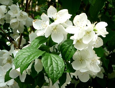 Falscher Jasmin Passau