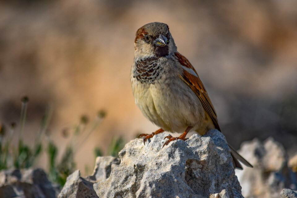 Bird animal outdoors photo