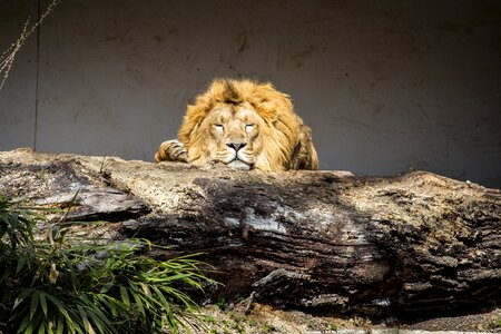 Carnivores lion mammal