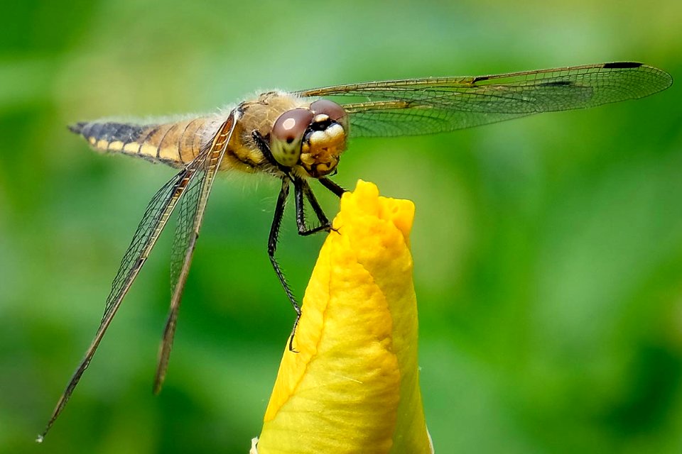 Dragon On Iris (166500627)