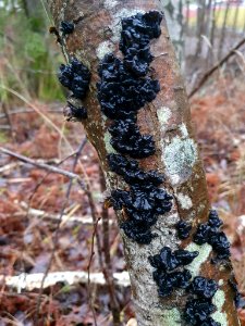 Exidia glandulosa 107575409