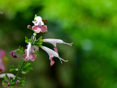 Tiny pink and white garden