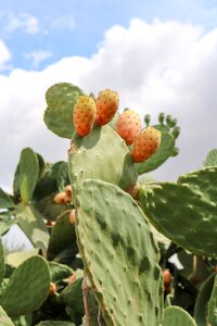Prickly mediterranean cactus greenhouse
