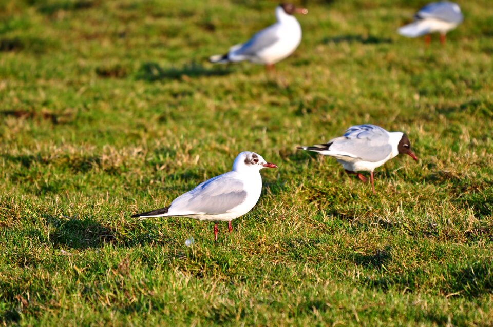 Animal wildlife standing