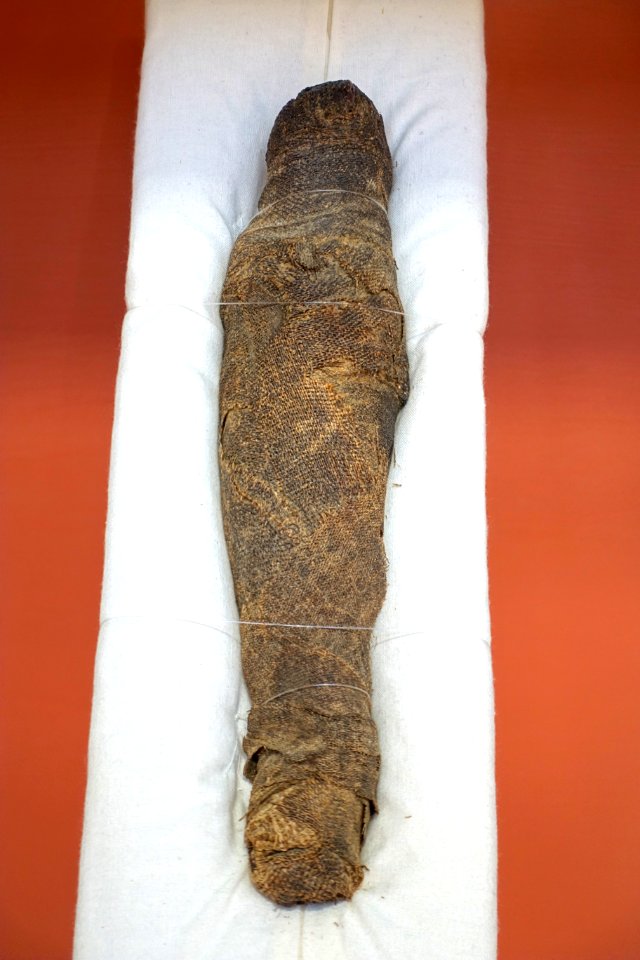 Falcon mummy, Egypt, Ptolemaic period, 330-30 BC - Redpath Museum - McGill University - Montreal, Canada - DSC08130