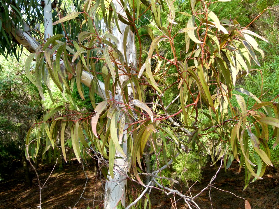 Eucalyptus fasciculosa