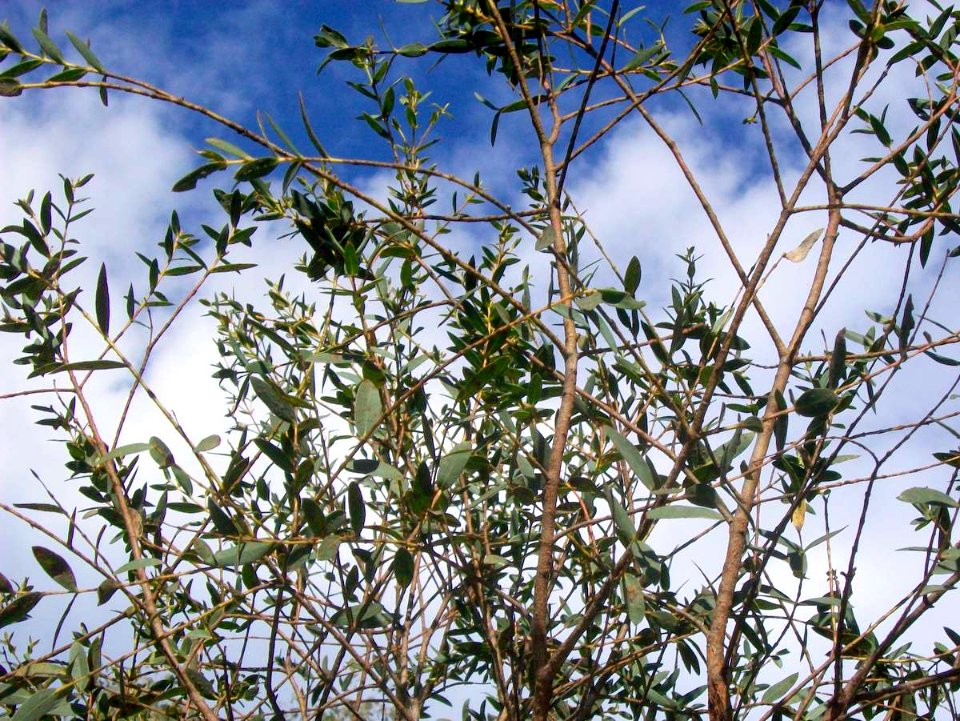 Eucalyptus parvula Batemans Bay