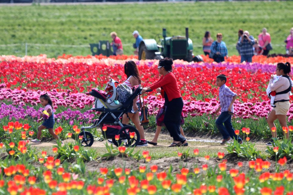 Family Outing At The Tulip Farm (161194793)