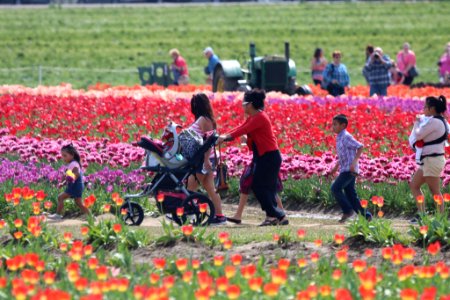 Family Outing At The Tulip Farm (161194793)