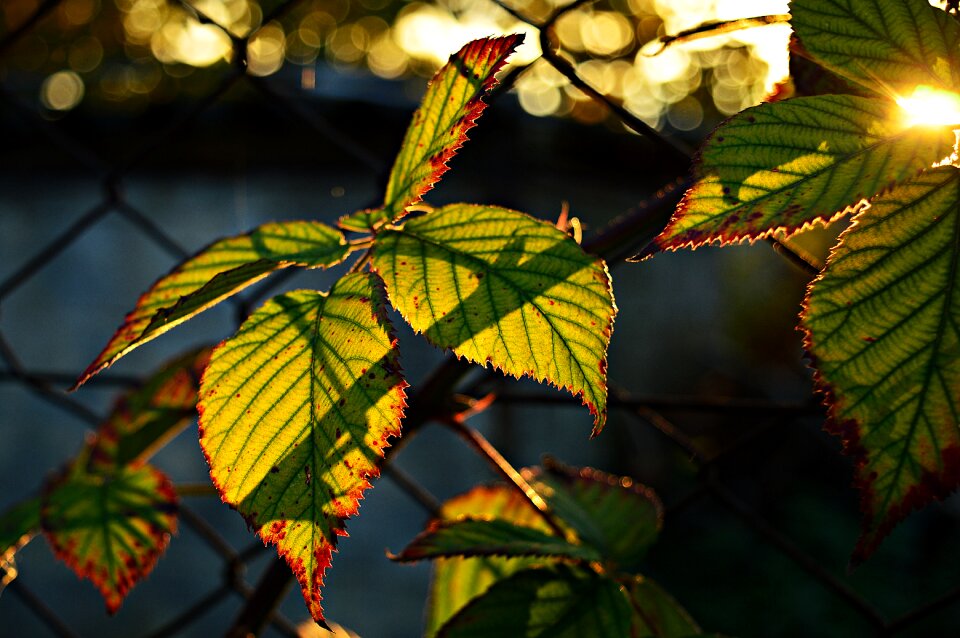 Foliage plant nature