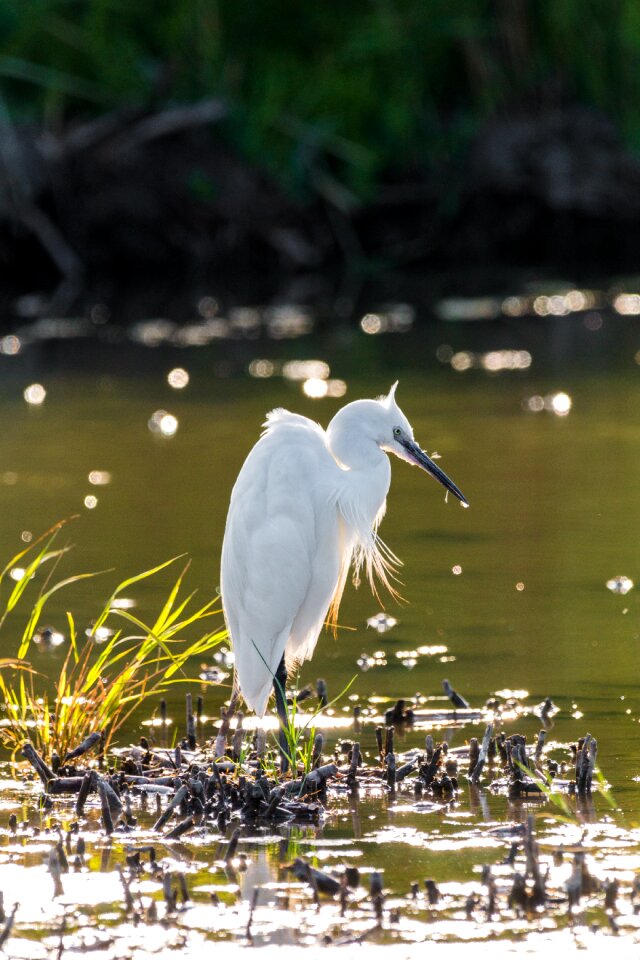 White eastern heron