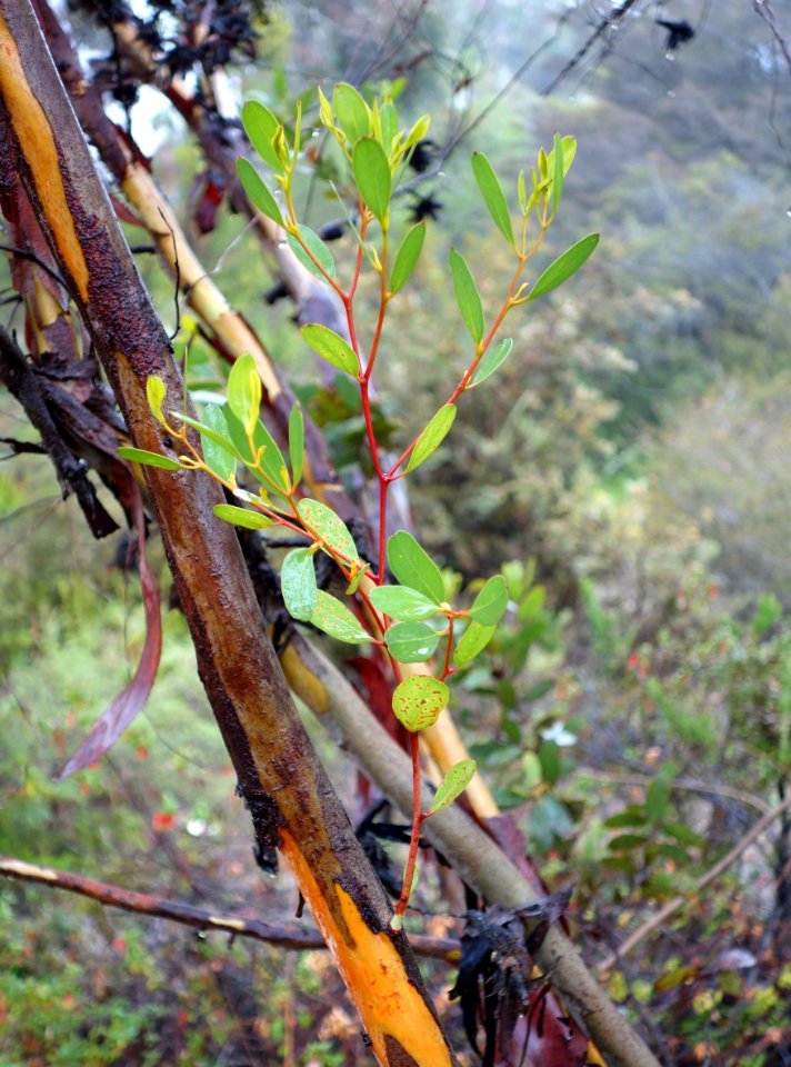 Eucalyptus conferruminata - UC Santa Cruz Arboretum - DSC07379