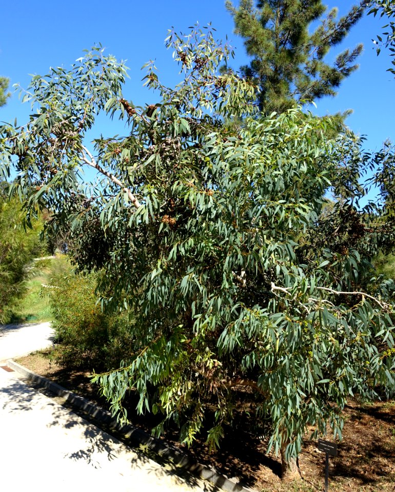 Eucalyptus diversifolia - Jardín Botánico de Barcelona - Barcelona, Spain - DSC08987