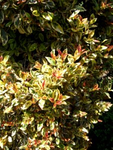 Eugenia myrtifolia variegata