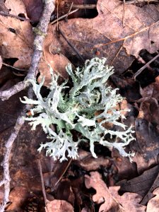 Evernia prunastri 113447776