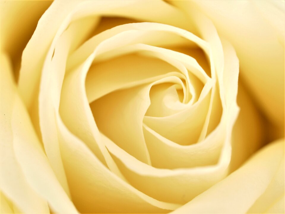 Love anniversary petal
