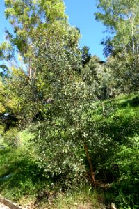 Eucalyptus nutans - Jardín Botánico de Barcelona - Barcelona, Spain - DSC08948