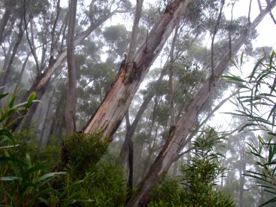 Eucalyptus stenostoma trees
