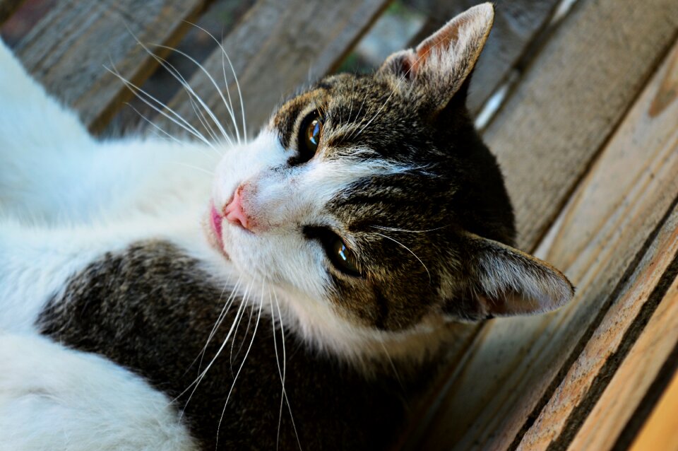Pets white-grey cat mustache