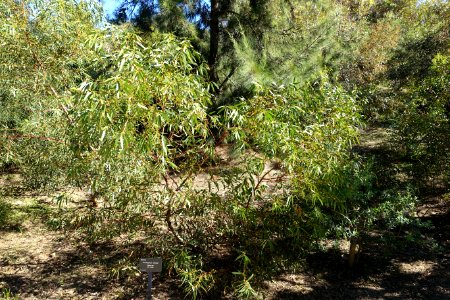 Eucalyptus oleosa - Jardín Botánico de Barcelona - Barcelona, Spain - DSC08982
