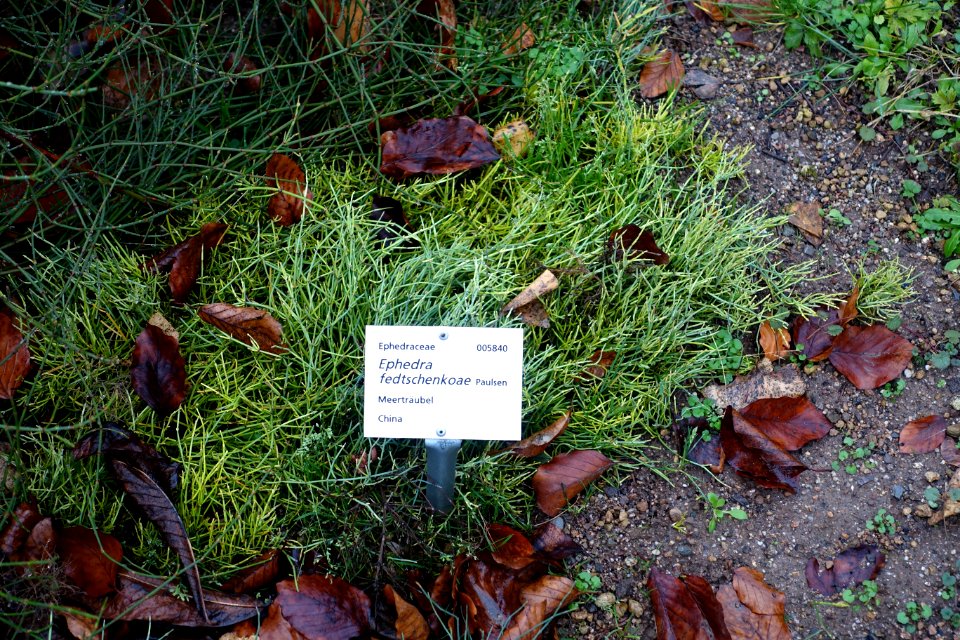 Ephedra fedtschenkoae - Botanischer Garten - Heidelberg, Germany - DSC00828