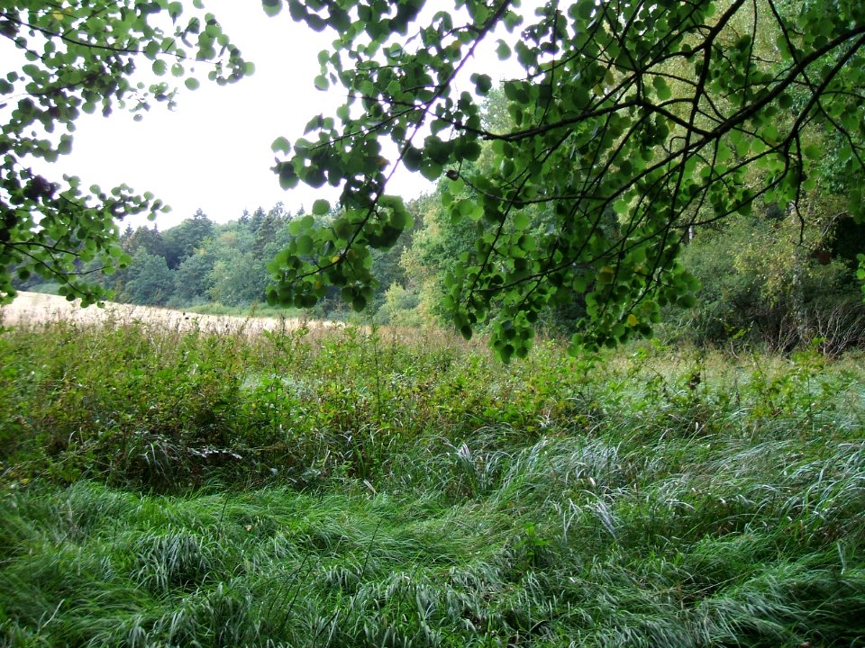 Etzbach oberhalb Durchlass Maibacher Weg