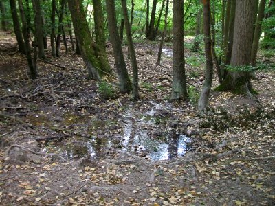 Etzbach tiefere Quelle Wald