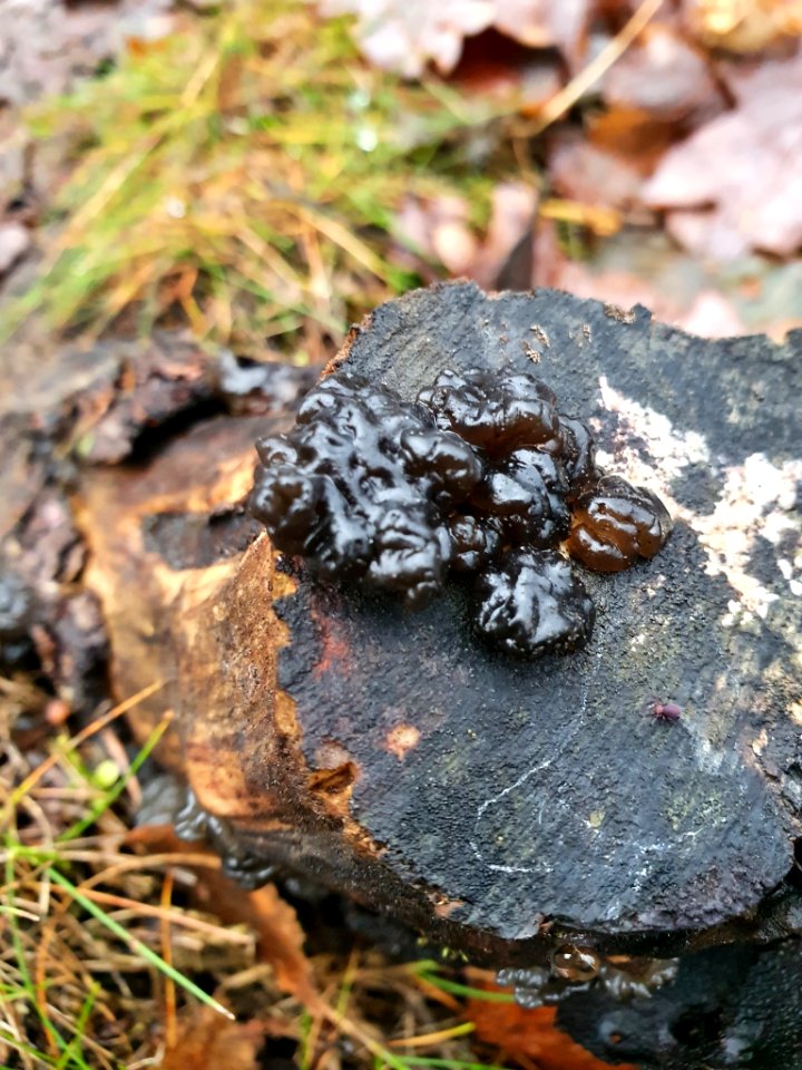 Exidia glandulosa 105670634