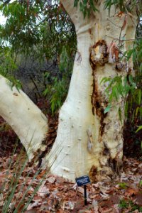 Eucalyptus laeliae - UC Santa Cruz Arboretum - DSC07339
