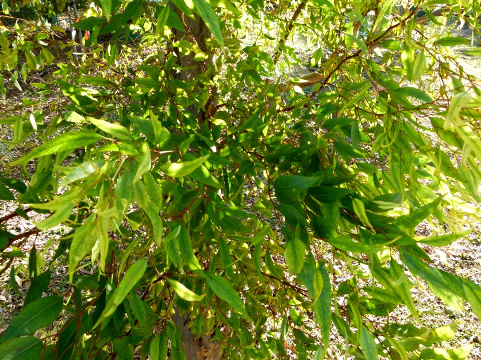 Eucalyptus megacornuta