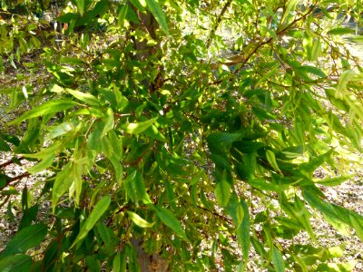Eucalyptus megacornuta