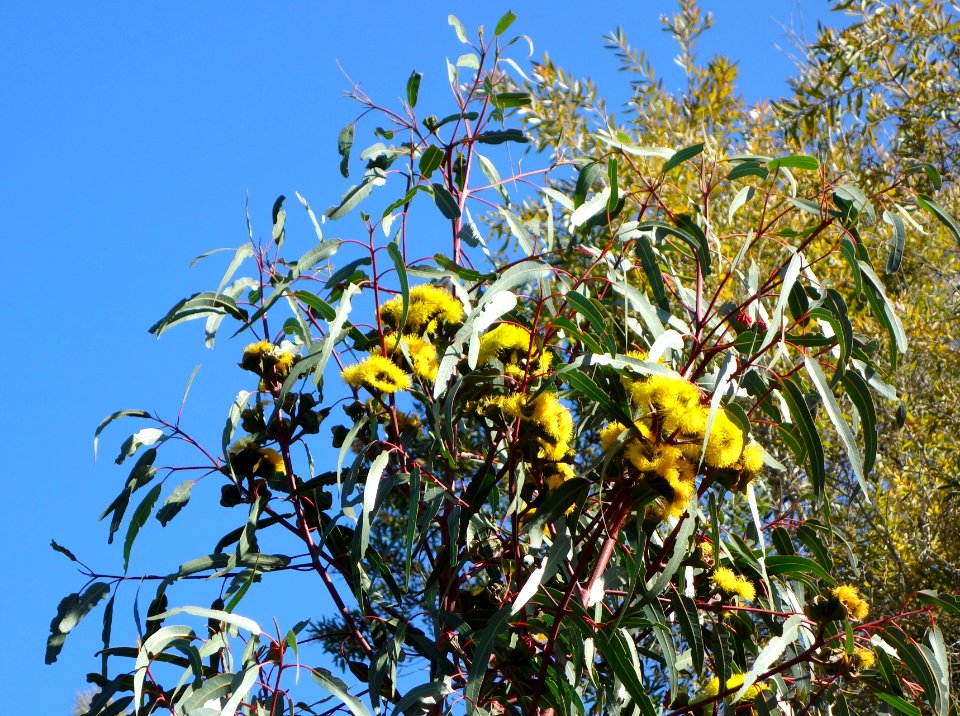 Eucalyptus erythrocorys - Leaning Pine Arboretum - DSC05505