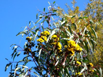 Eucalyptus erythrocorys - Leaning Pine Arboretum - DSC05505