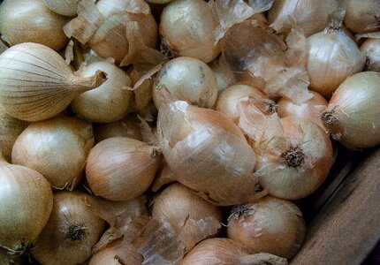 Onions harvest agriculture