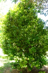 Eugenia victoriana - Fruit and Spice Park - Homestead, Florida - DSC08895
