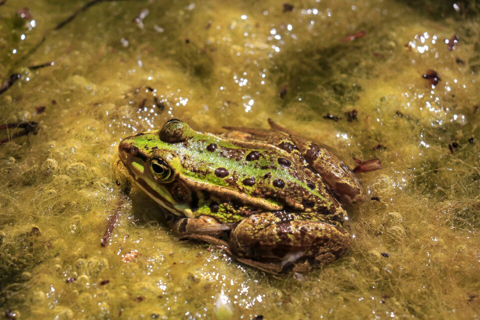Animal world animal slimy