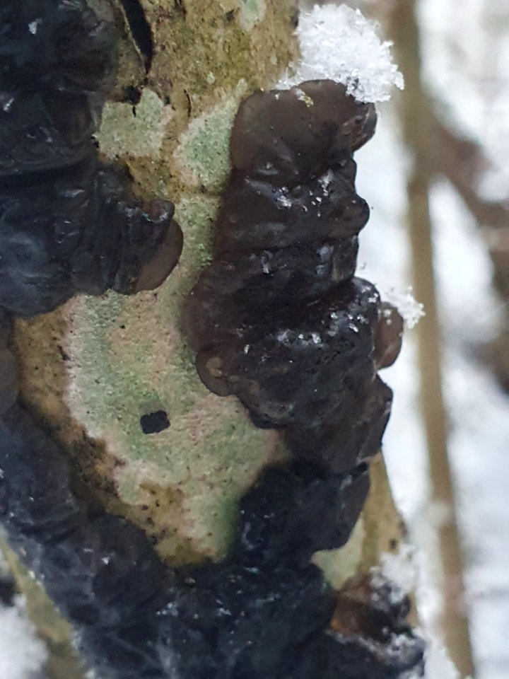 Exidia glandulosa 111104620