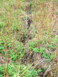 Etzbach Graben obere Quelle Wiese