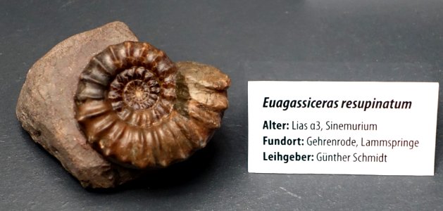 Euagassiceras resupinatum - Naturhistorisches Museum, Braunschweig, Germany - DSC05137