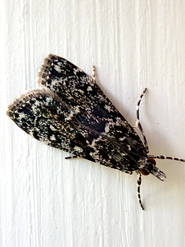 Eudonia philerga 98650791