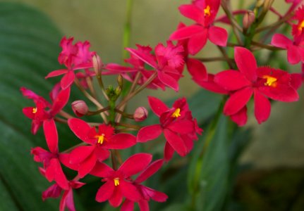 Epidendrum Ballerina Fire Ball