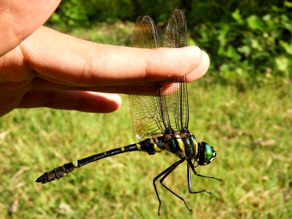 Epophthalmia elegans elegans(Male,Japan,2017.08.30)
