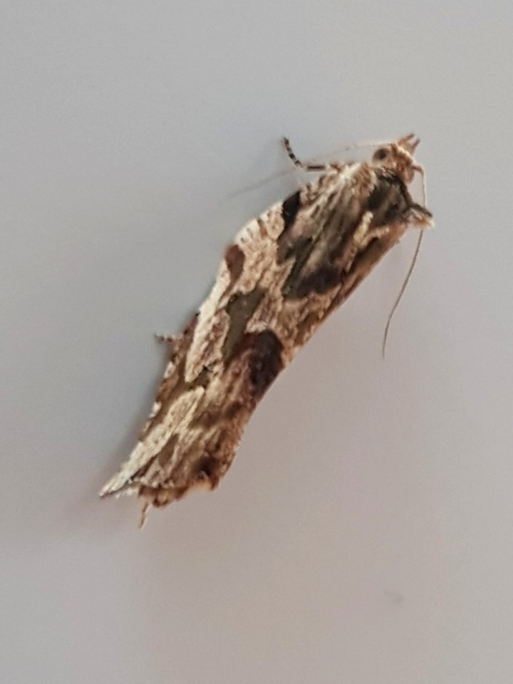 Epalxiphora axenana by Siobhan Leachman