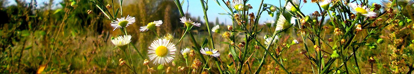 Erigeron annuus. Reader-2