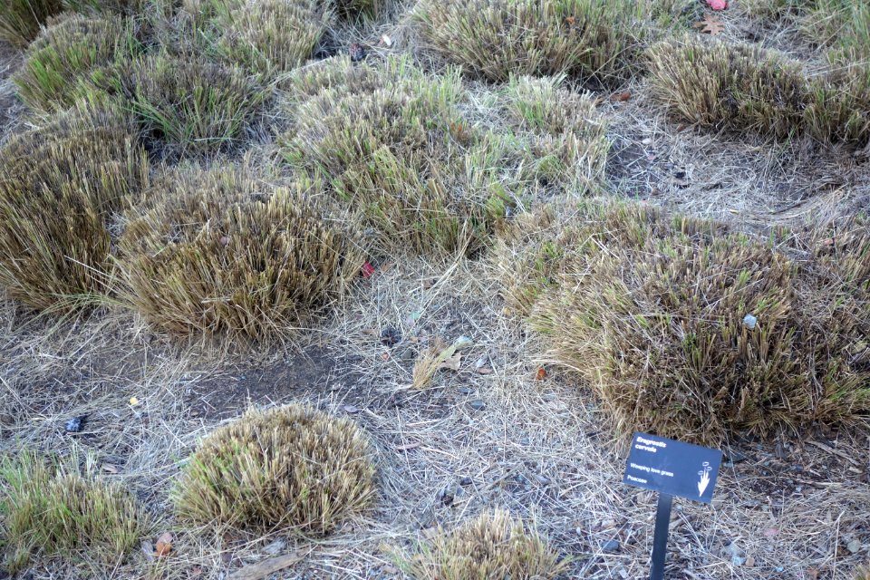 Eragrostis curvula - Leaning Pine Arboretum - DSC05653