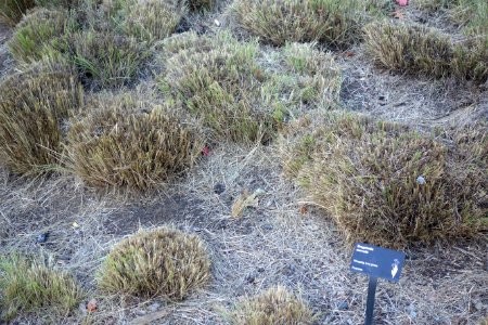 Eragrostis curvula - Leaning Pine Arboretum - DSC05653